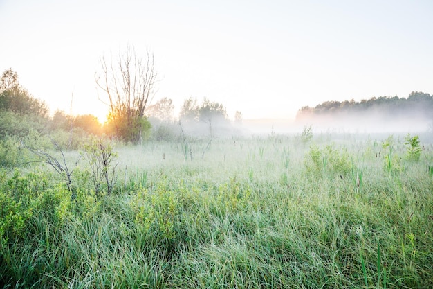 Mist op een moeras bij zonsopgang