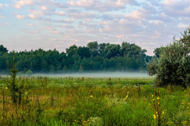 Mist op groene weide in de ochtend op de zomer