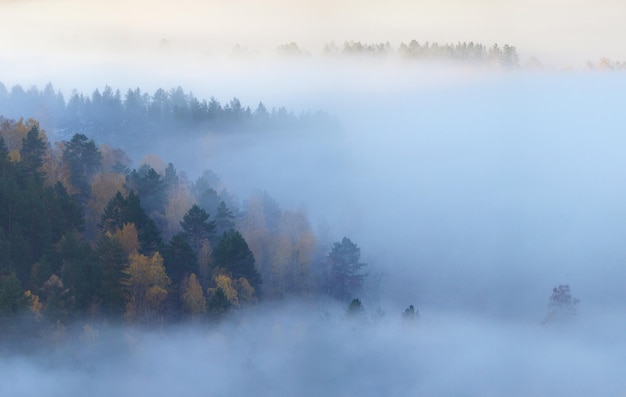 Mist over het bos en de vallei luchtfoto herfstochtend