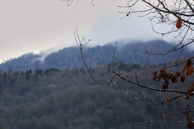 写真 美しい森に覆われた風光明媚な山々に霧がかかります。