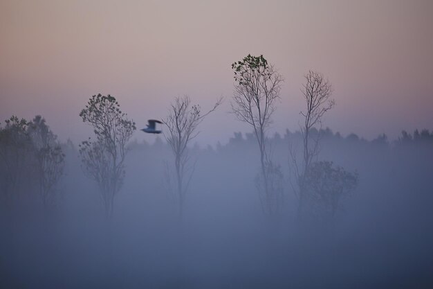 mist regenwoud dageraad, natuur landschap bomen