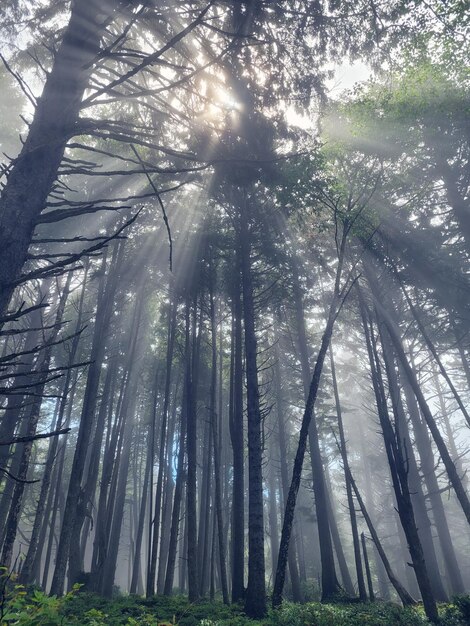 Photo mist and shafts of light and a thick evergreen forest