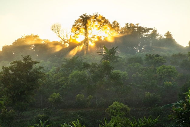 The mist that hit the sunlight in the morning has a beautiful orange color.