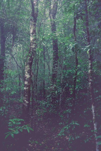 Photo mist and tropical trees in rainforest in worst weather