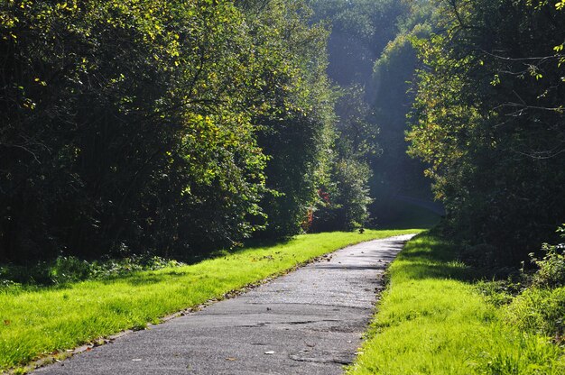 Misterious shady green alley with trees in the park in Fulda Hessen Germany