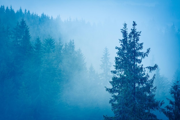 Misterious winter forest with pines at the fog