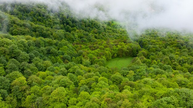 Mistig berglandschap met groen bos