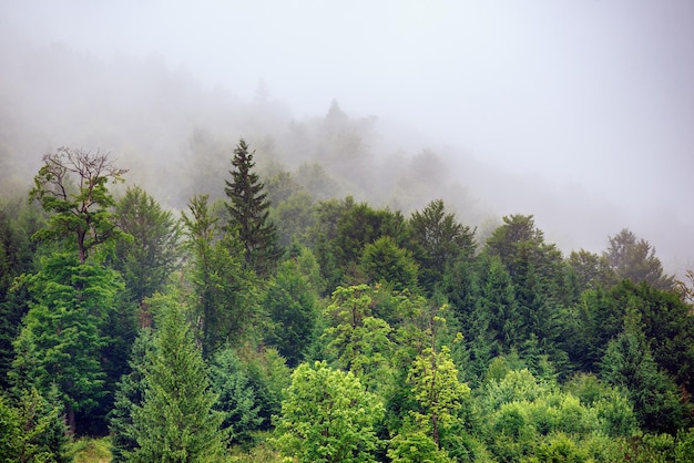 Mistig berglandschap