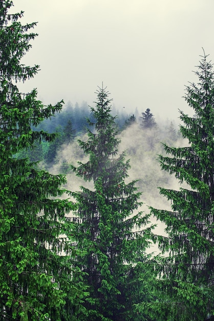 Mistig berglandschap