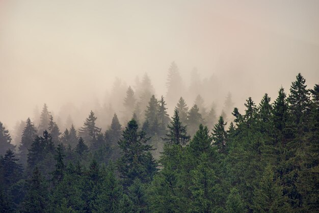 Mistig berglandschap