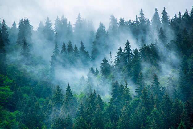 Mistig berglandschap