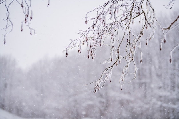 Mistig besneeuwd landschap van het noordelijke park.