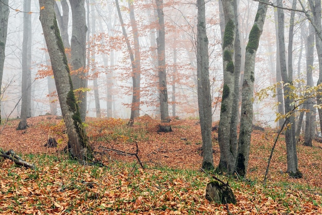 Mistig geel herfstboslandschap