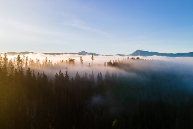 Mistig groen dennenbos met luifels van sparrenbomen en zonsopgangstralen die door takken in herfstbergen glanzen.