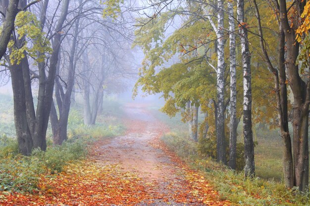 Mistig herfstbos in de bergen Prachtig mystiek landschap