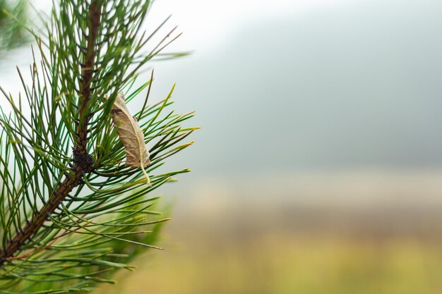 Mistig herfstbos in de ochtend