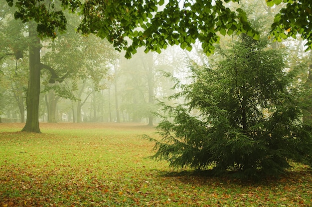 Mistig herfstpark