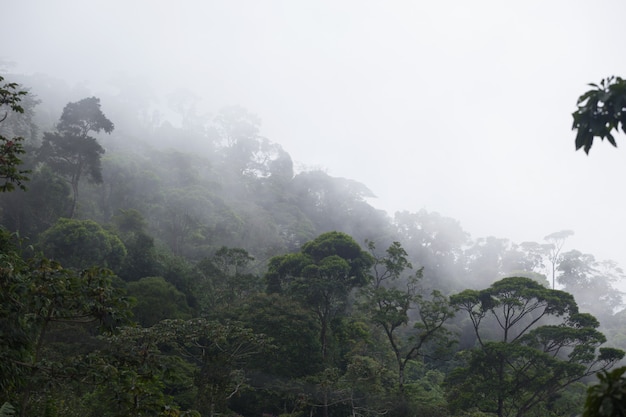 Mistig junglebos bij Rio in Brazilië