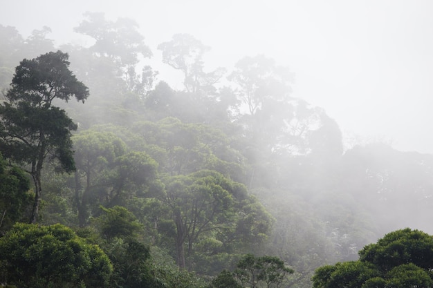 Mistig junglebos bij rio in brazilië