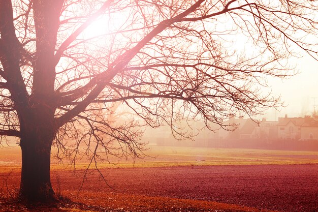 Mistig landschap in de herfstochtend