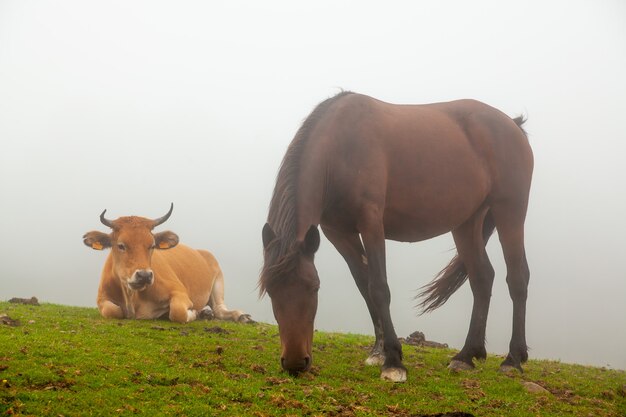 Mistig landschap met wilde koeien en paarden in het groene gras van een berg