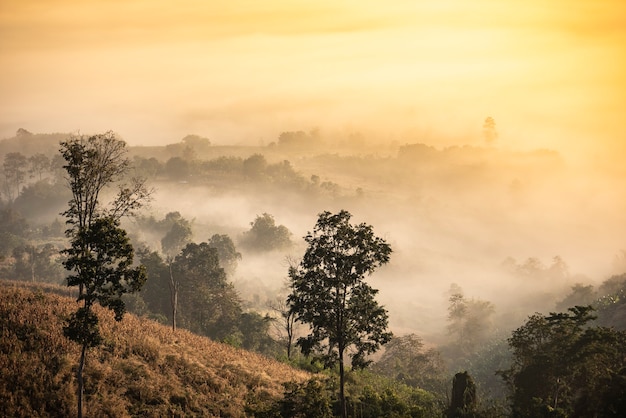 Mistig landschapsbos in de ochtend mooie zonsopgang mist dekking bergachtergrond