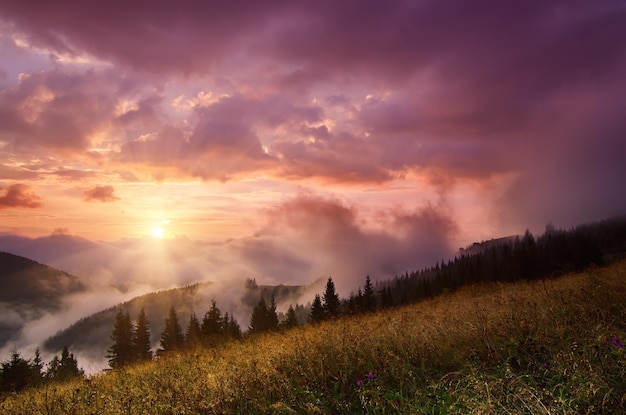 Mistig ochtend glanzend zomerlandschap met mist, gouden weide en zon schijnt