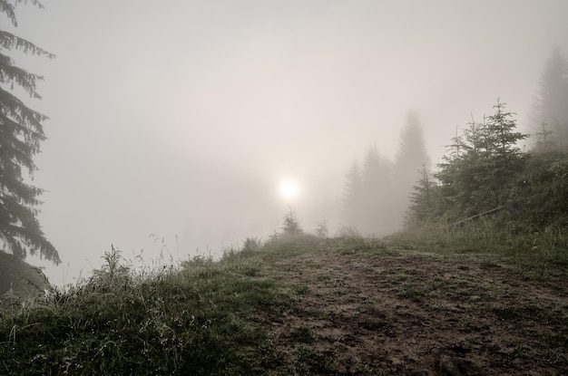 Mistig ochtendlandschap