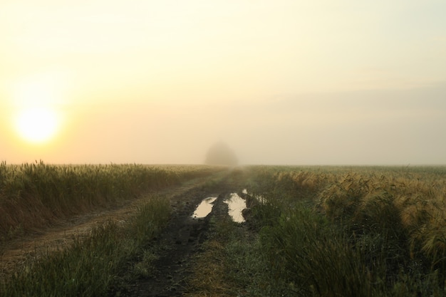 Mistig ochtendveld