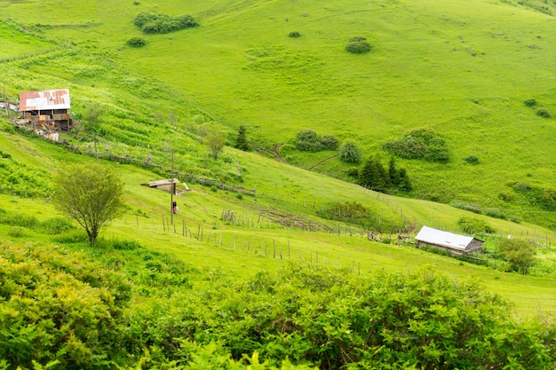 Mistig Plateau Highland met Giresun - Turkije