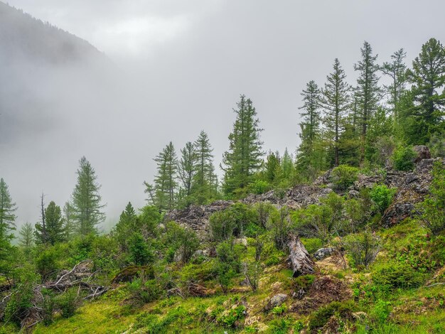 Mistig sfeervol groen boslandschap met sparren in bergen. Minimalistisch landschap met rand naaldbos in lichte mist. Alpine rustig landschap in de vroege ochtend.