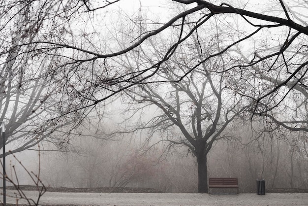 Mistige dag in het park Bomen in de mist