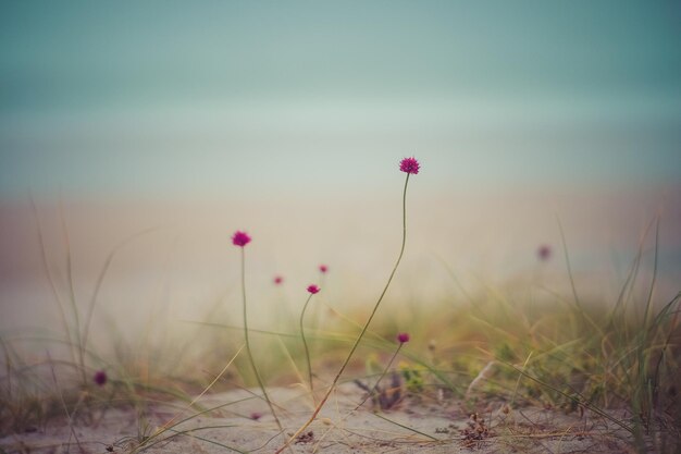 Mistige dag op het strand