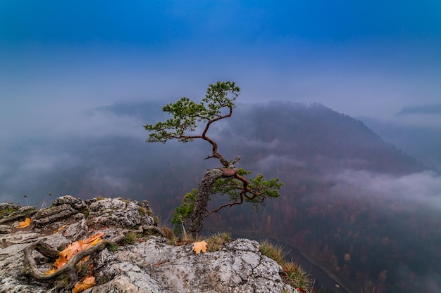 Mistige dageraad bij Sokolica-piek in Pieniny-bergen Poland