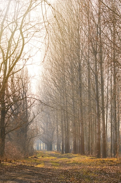 Mistige herfst bos. Late herfst met zonneschijn