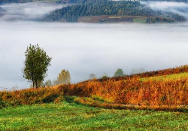 Foto mistige herfstochtend in de karpaten