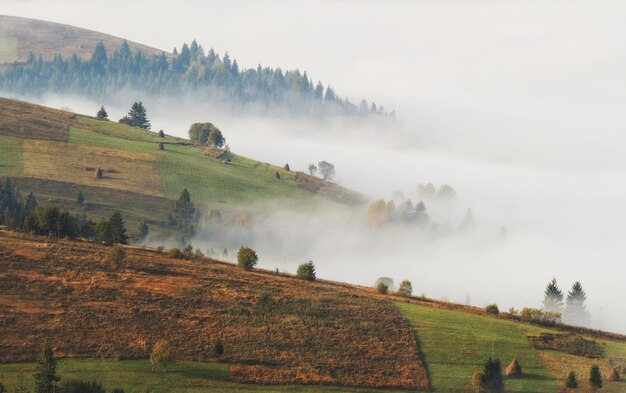 Foto mistige herfstochtend in de karpaten