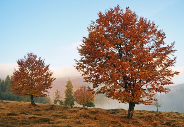 mistige ochtend in de herfst Karpaten