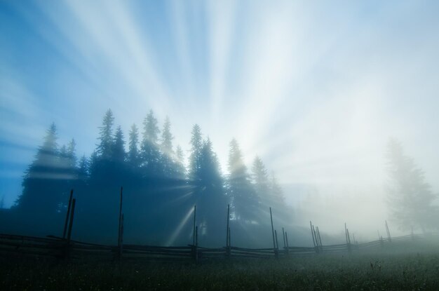 Mistige ochtend met mysterieus licht door de dennenbomen