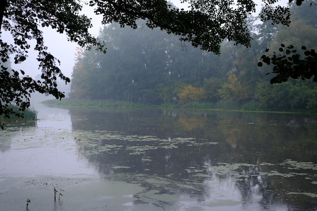 Mistige ochtend op een meer met groene bomen