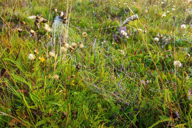 Mistige ochtenddauw op bergweide