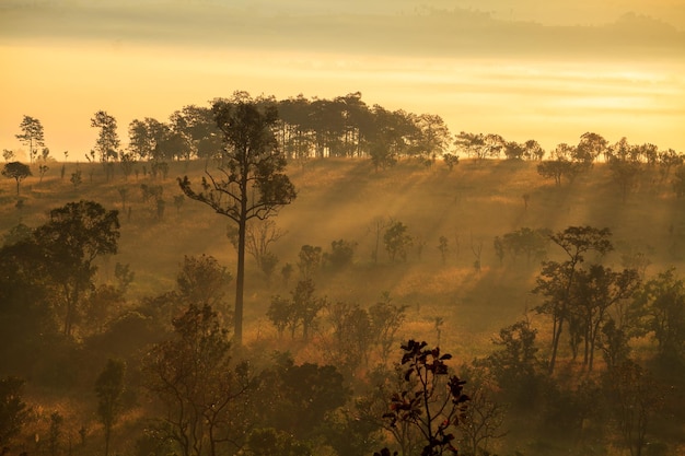 Mistige ochtendzonsopgang in Thung Salang Luang National Park PhetchabunTung jargon luang