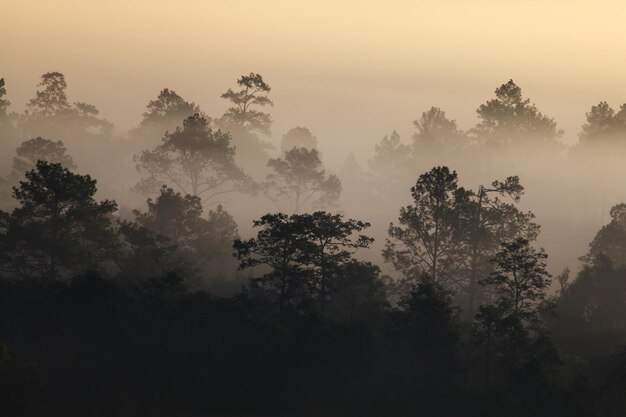 Mistige ochtendzonsopgang in Thung Salang Luang National Park PhetchabunTung jargon luang