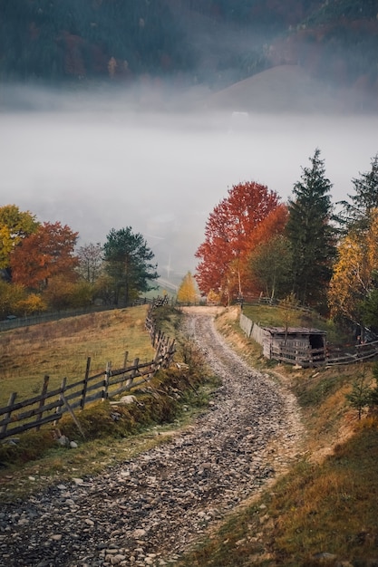 Mistige weg in herfst bos