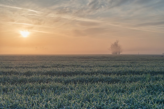 Mistige zonsopgang