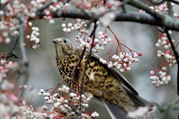 Mistle lijster die zich voedt met winterbessen