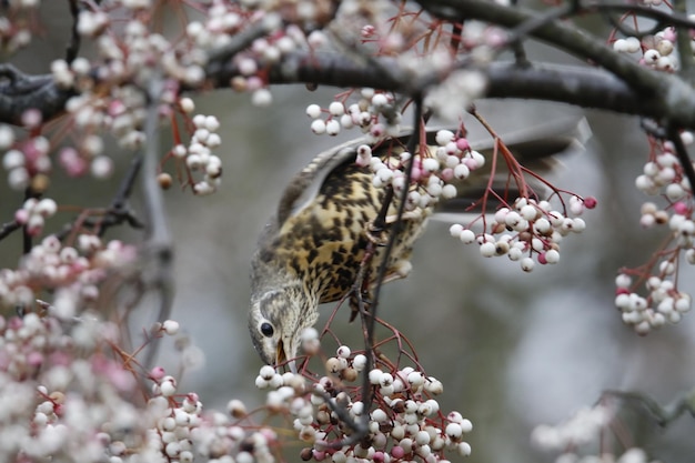 Mistle lijster die zich voedt met winterbessen