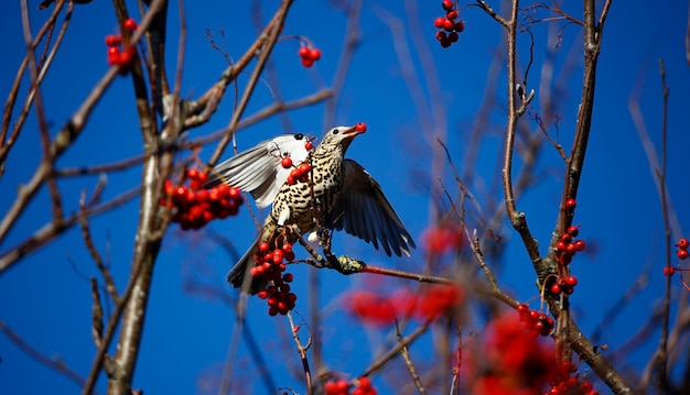 Mistle thrush collecting rowan berries