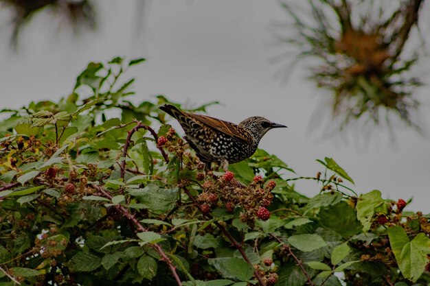 Mistle thrush perching on a tree