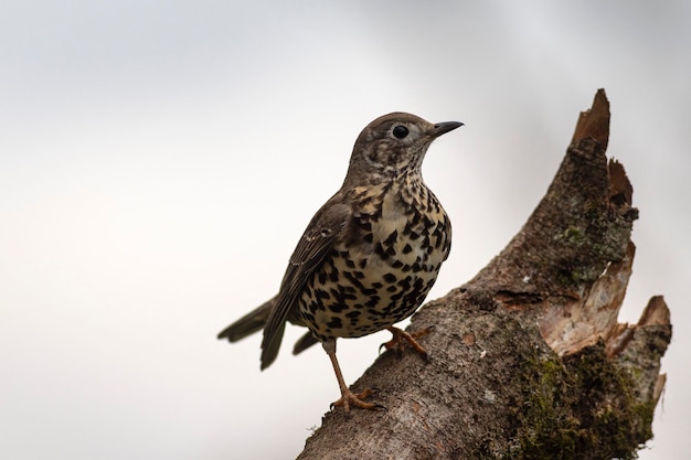 Mistle thrush 또는 stormcock (Turdus viscivorus) 레온, 스페인